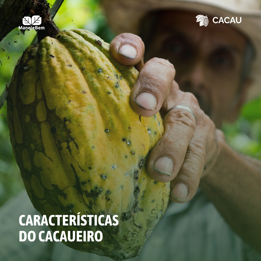 S Rie Manejo Produ O E Colheita Do Cacau Caracter Sticas